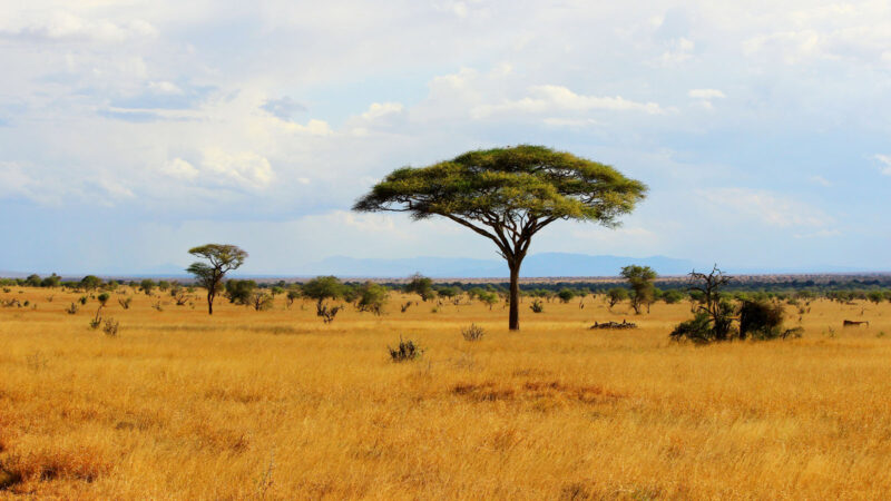 Akagera Wildlife Safari Rwanda