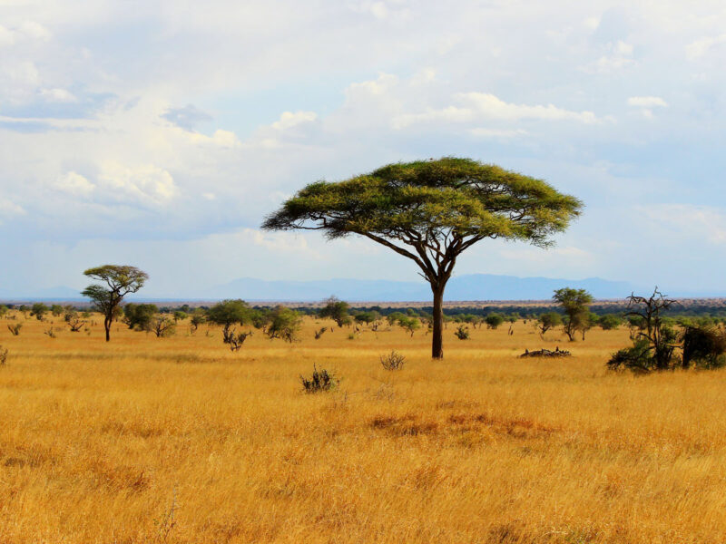 Akagera Wildlife Safari Rwanda