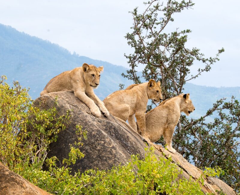 Best of Uganda Tour Holiday