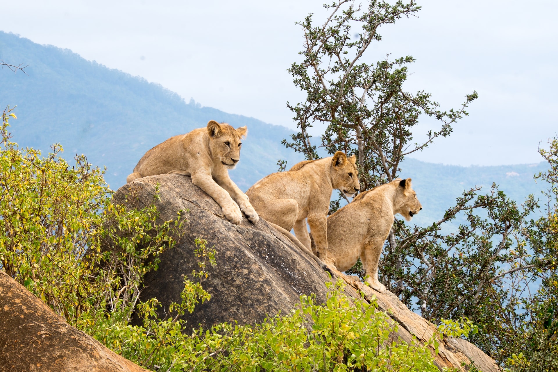 Uganda Wildlife Safaris Tour