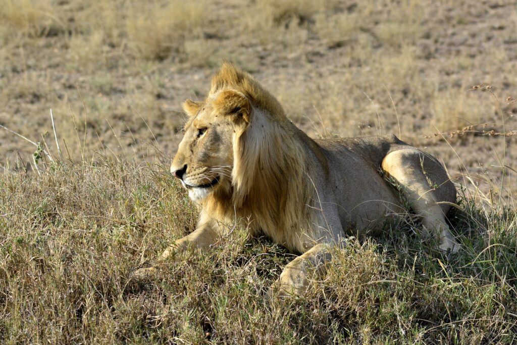 Pearl of Africa Wildlife Adventure Tour