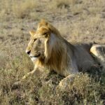 Pearl of Africa Wildlife Adventure Tour