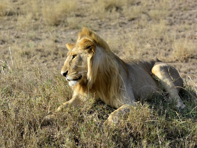 Pearl of Africa Wildlife Adventure Tour