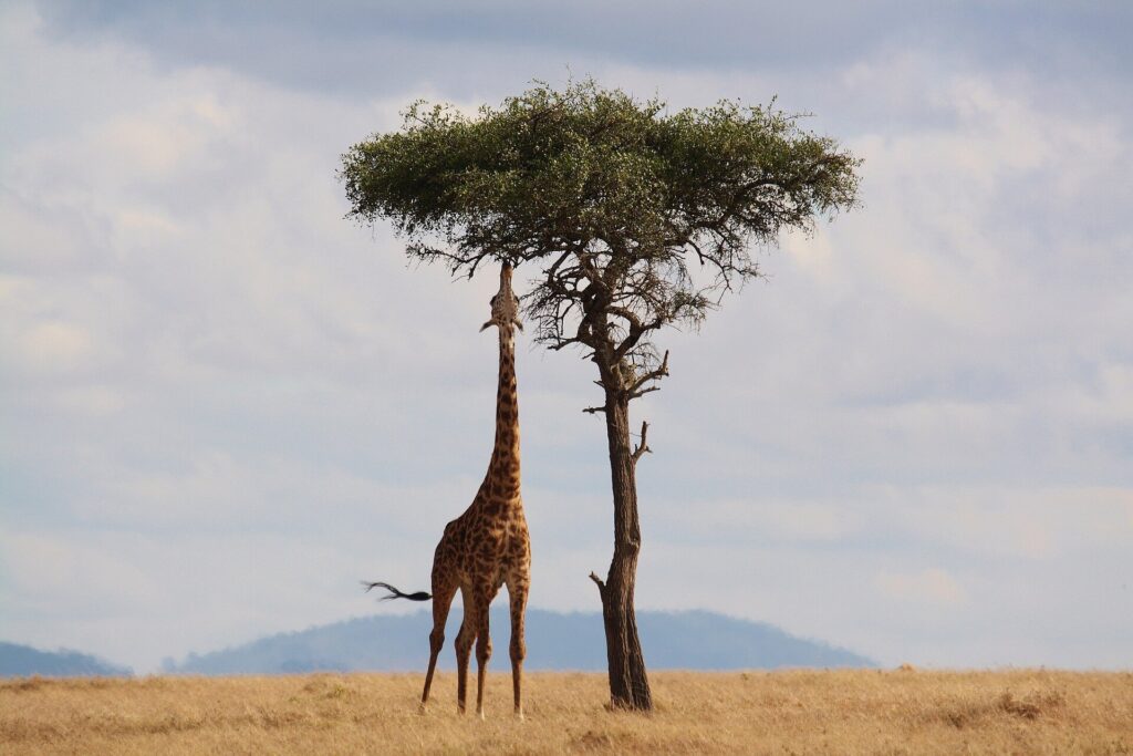 Kenya Wildlife Adventure Safari