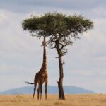 Kenya Wildlife Adventure Safari