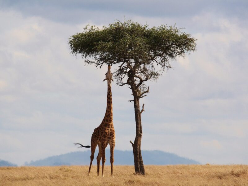 Kenya Wildlife Adventure Safari