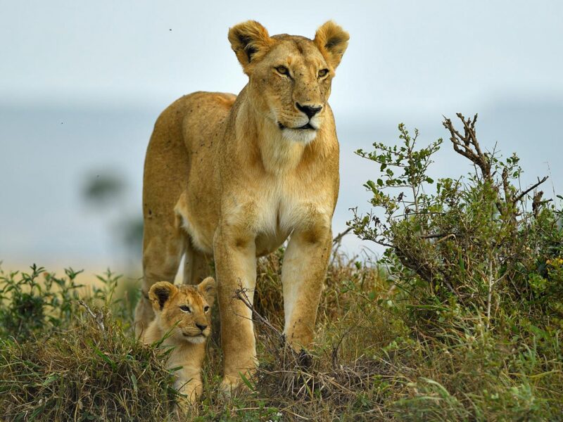 Akagera Wildlife Safari Rwanda