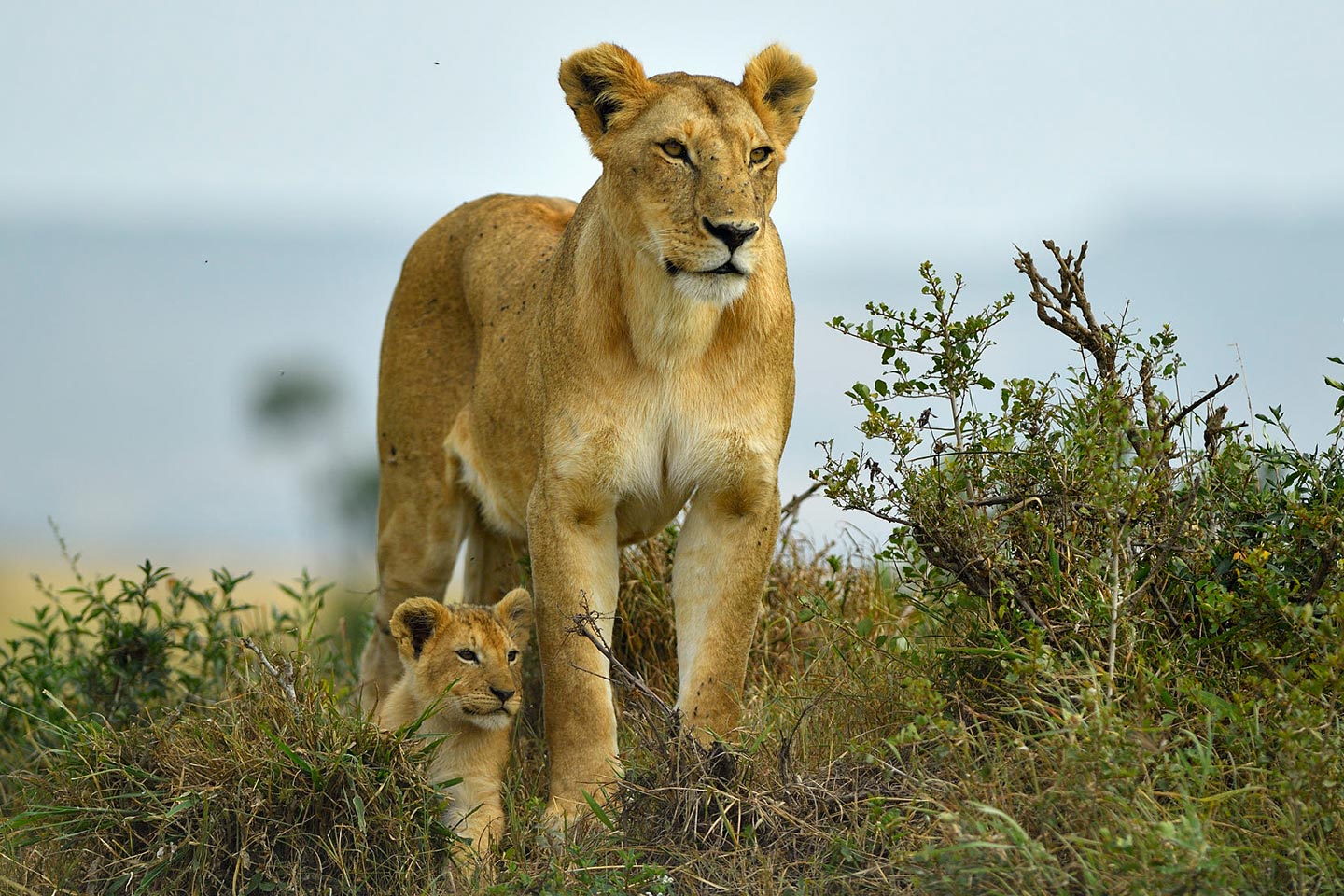 Akagera Wildlife Safari Rwanda