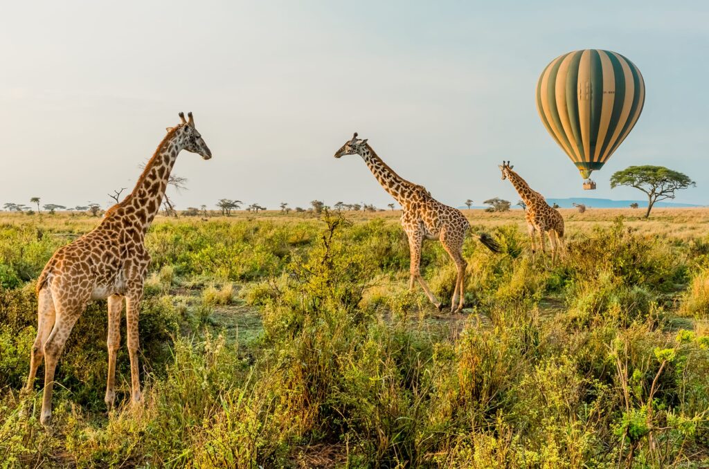 Samburu National Reserve