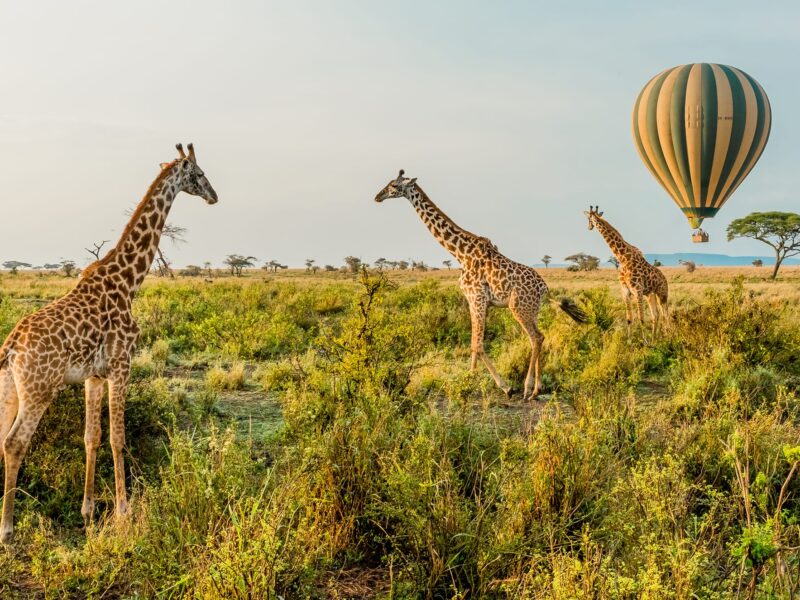 Samburu National Reserve