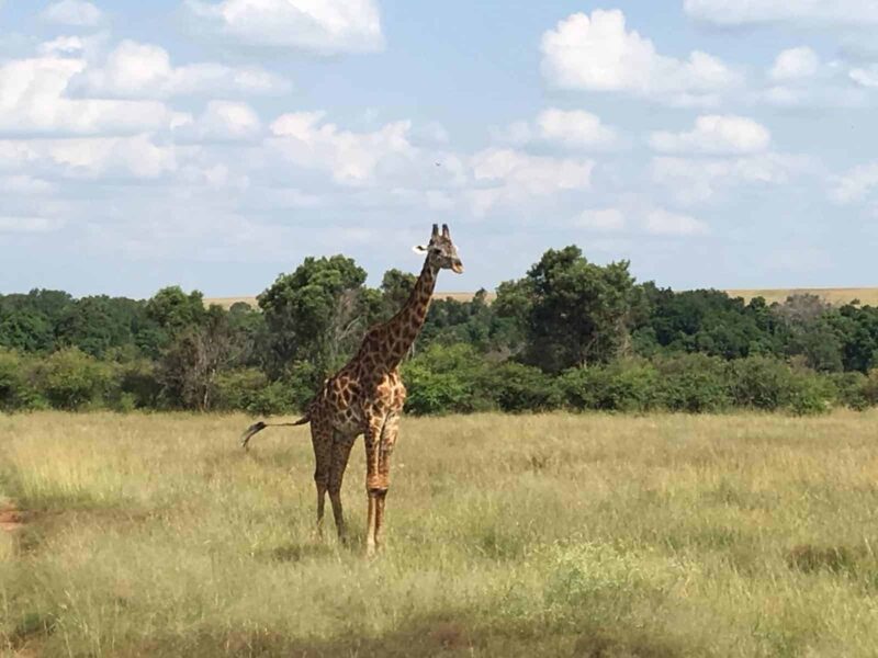 Akagera National Park