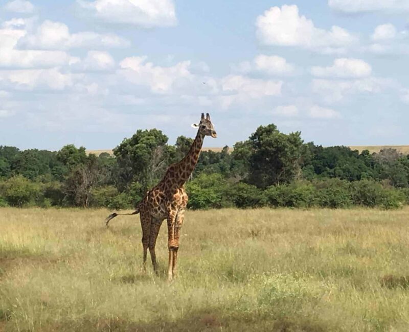 Akagera National Park