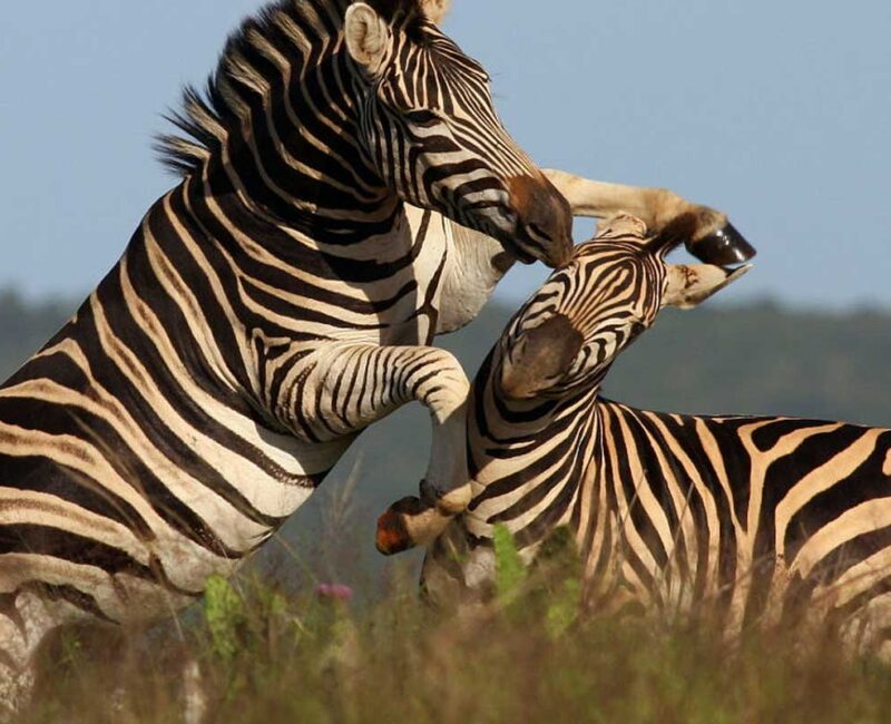 Birding Wildlife Kenya Safari