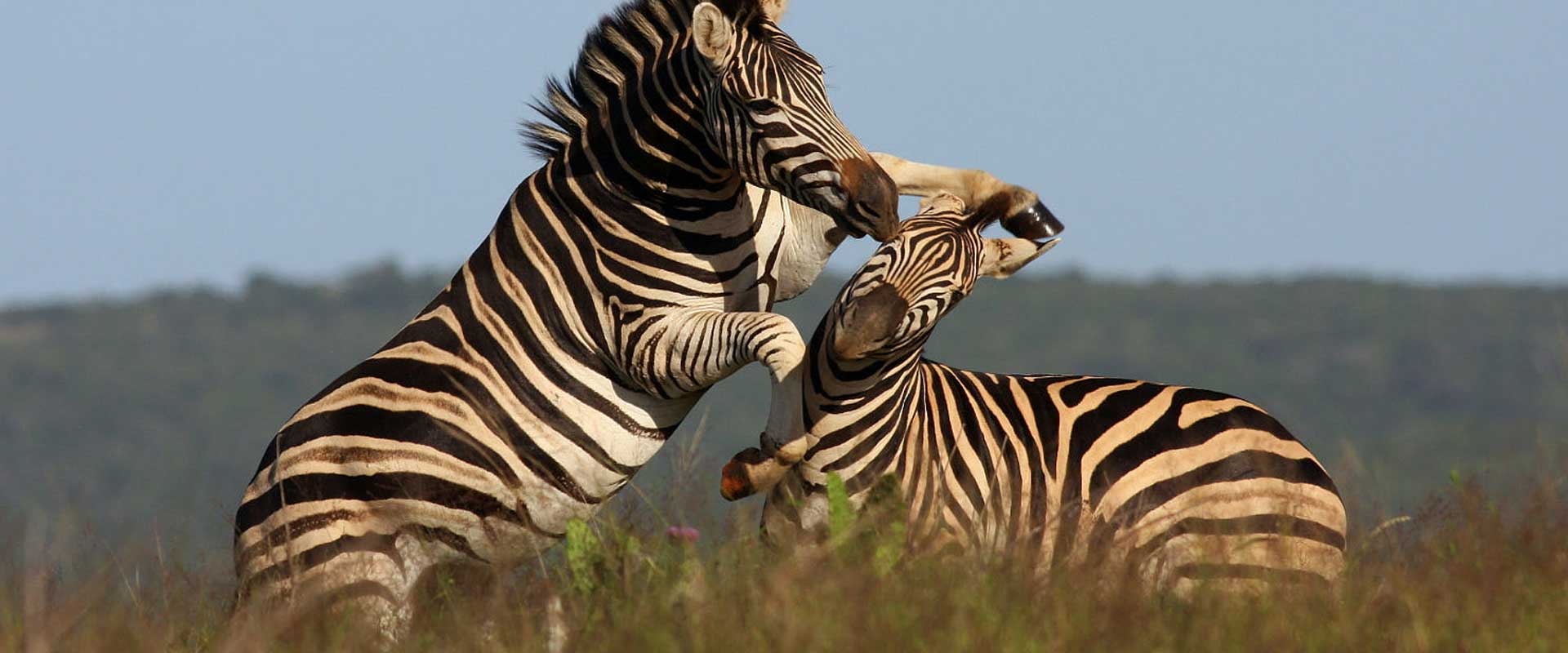 Birding Wildlife Kenya Safari