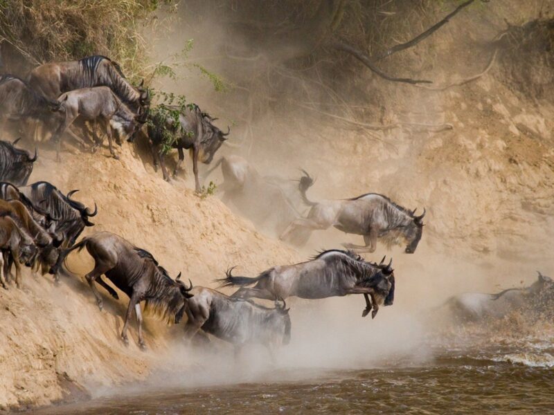 Kenya Wildebeest Wildlife Migration Tours