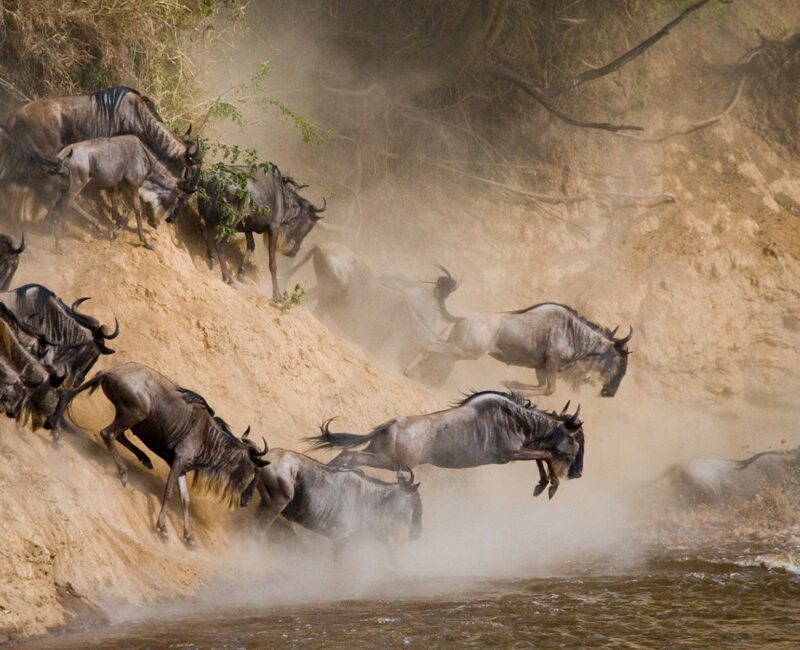 Kenya Wildebeest Wildlife Migration Tours