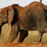 Lake Manyara National Park