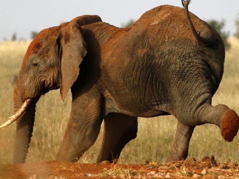 Lake Manyara National Park