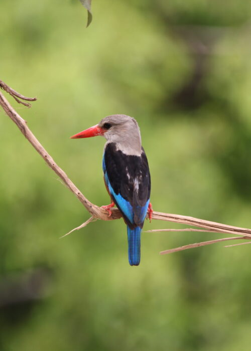 Semuliki National Park