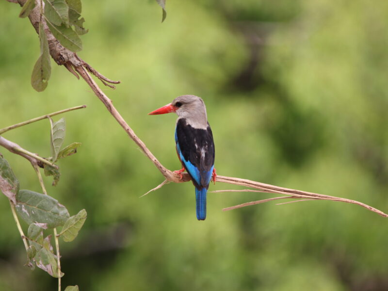 Semuliki National Park