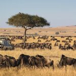 Serengeti National Park Holiday Safari