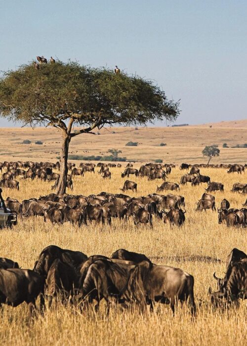 Serengeti National Park Holiday Safari