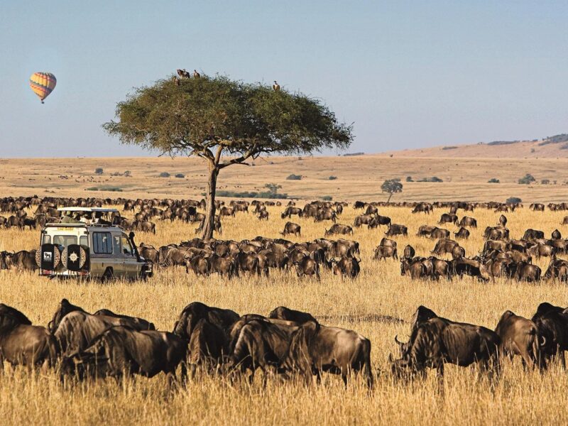 Serengeti National Park Holiday Safari