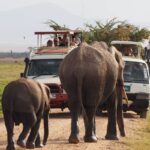 Best African Tanzania Safari