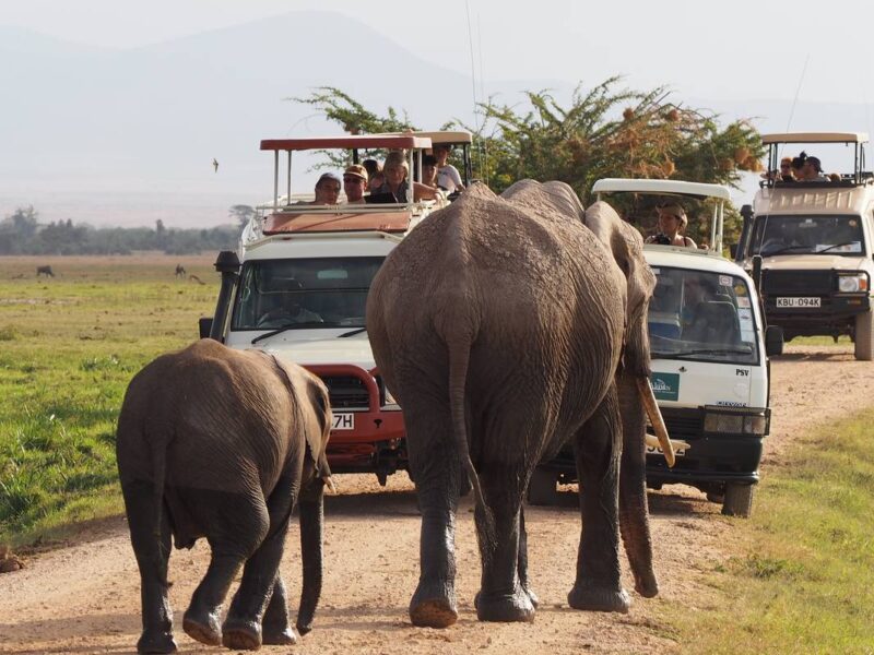 Best African Tanzania Safari