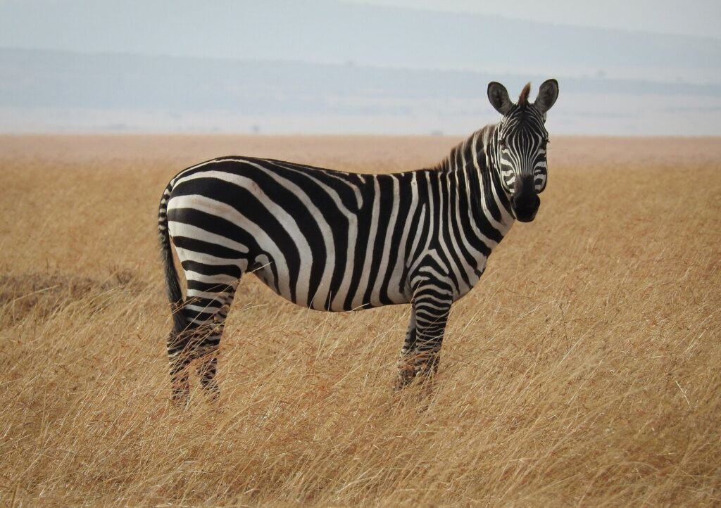 Maasai Mara Kenya Wildlife Safari