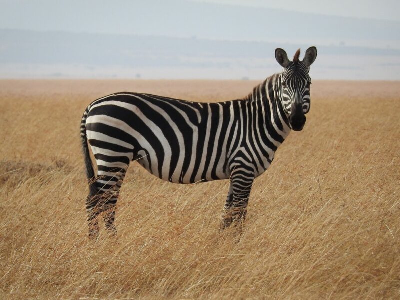 Maasai Mara Kenya Wildlife Safari