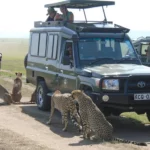 Kenya Wildlife Beach Safari