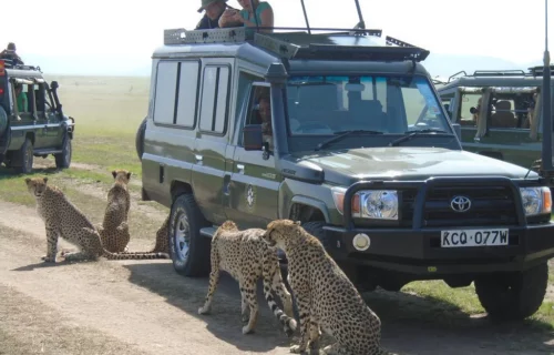 Kenya Wildlife Beach Safari