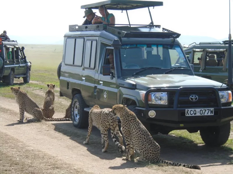 Kenya Wildlife Beach Safari