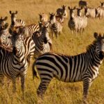 Wildebeest Migration Safari Tanzania