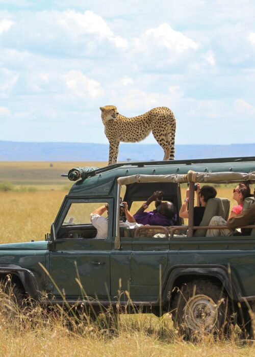 Kenya Uganda Birding Safari