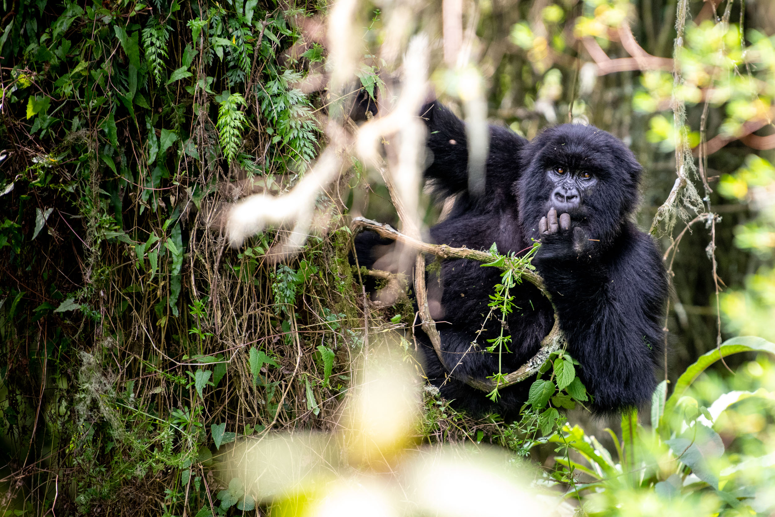 Uganda Gorilla Safaris