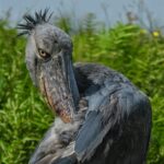 Uganda Bird Watching Safari