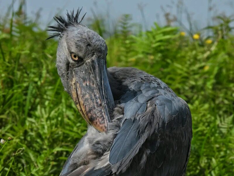 Uganda Bird Watching Safari