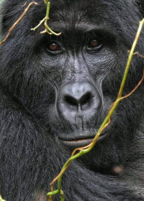 Gorilla Trekking Tour Uganda