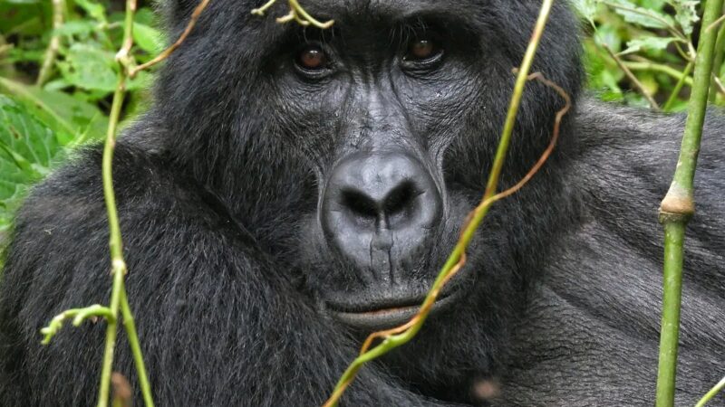 Gorilla Trekking Tour Uganda