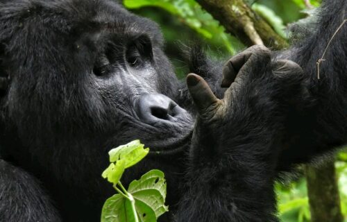 Gorilla Trekking Safaris Tour Uganda