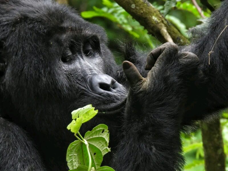 Gorilla Trekking Safaris Tour Uganda