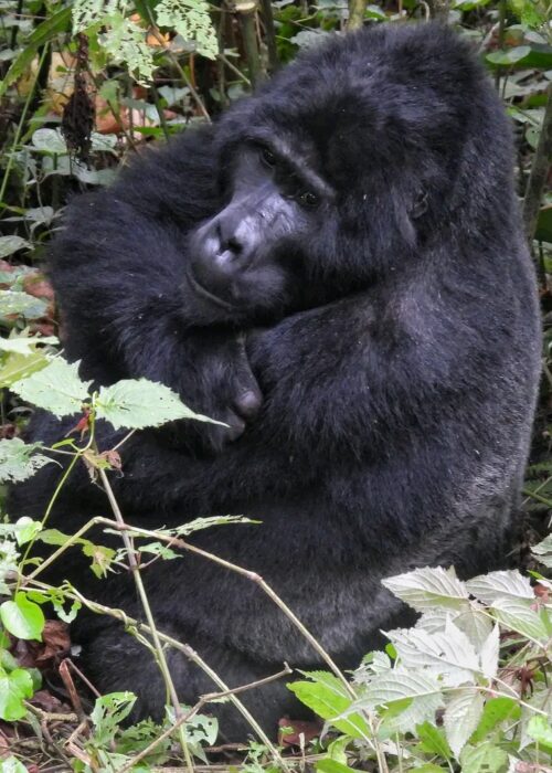 Rwanda Gorilla Safaris Holiday