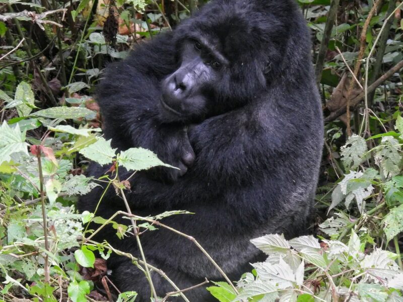 Rwanda Gorilla Safaris Holiday