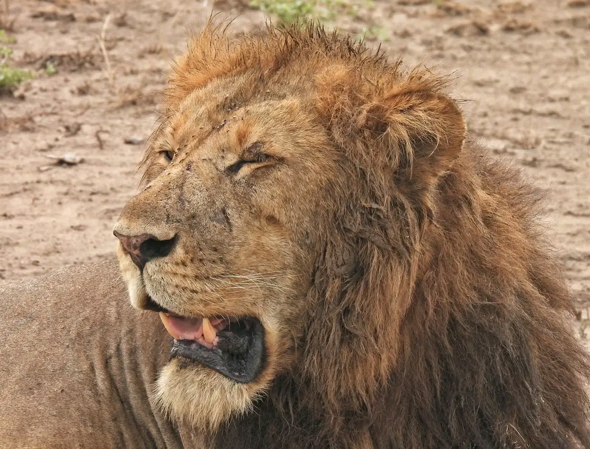 Kenya Safaris Tour 