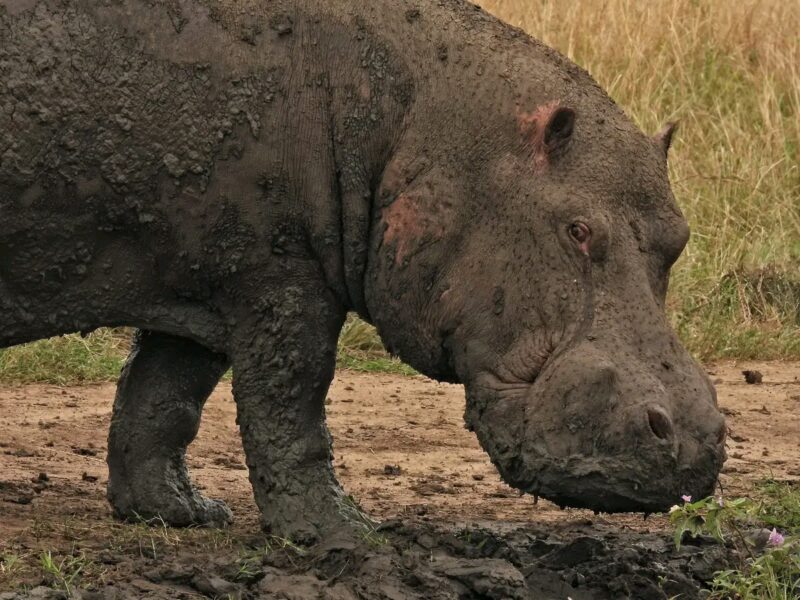 Lake Naivasha National Park