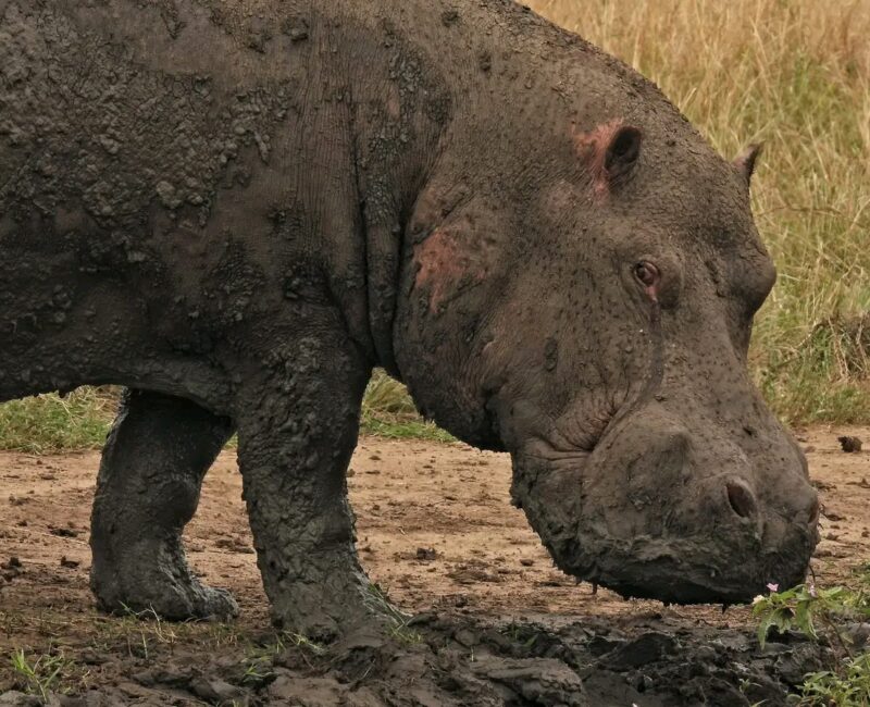 Lake Naivasha National Park