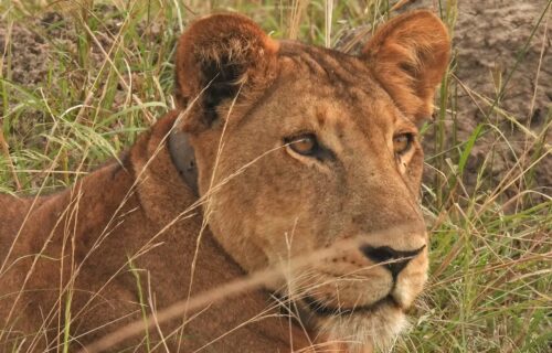 Murchison Falls National Park