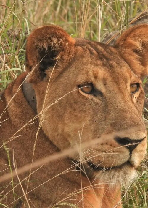 Murchison Falls National Park